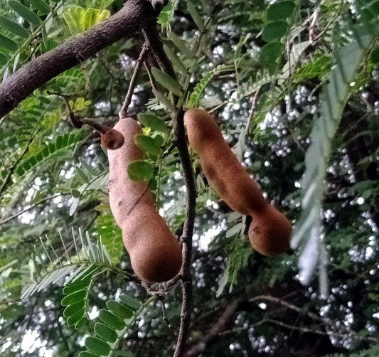 Tamarind (Tamarindus indica)