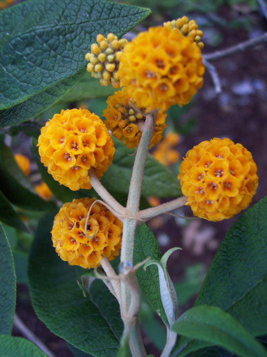 Orange-ball-tree (Buddleja globosa)