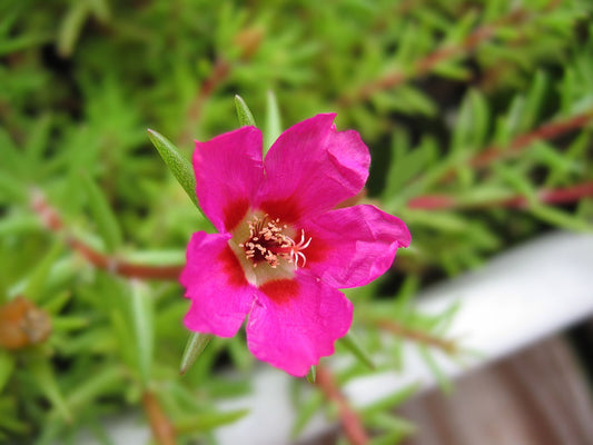 Rose Moss (Portulaca grandiflora)