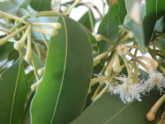 Australian Tallowwood Eucalyptus (Eucalyptus microcorys)