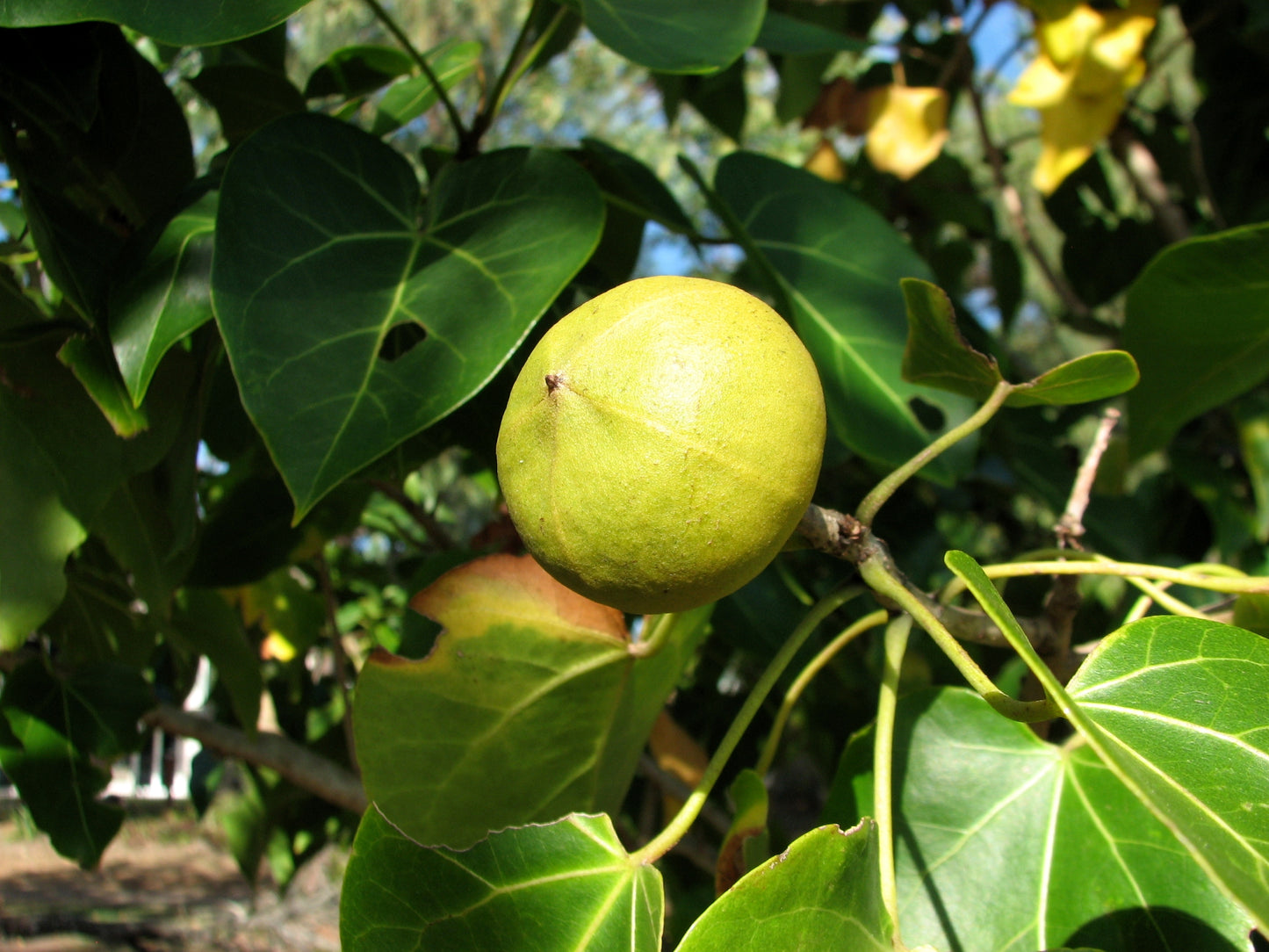 Portia Tree (Thespesia populnea)