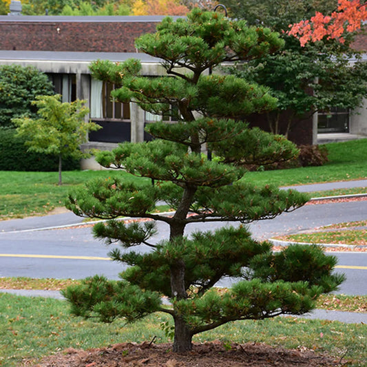 Japanese Black Pine (Pinus thunbergii China)