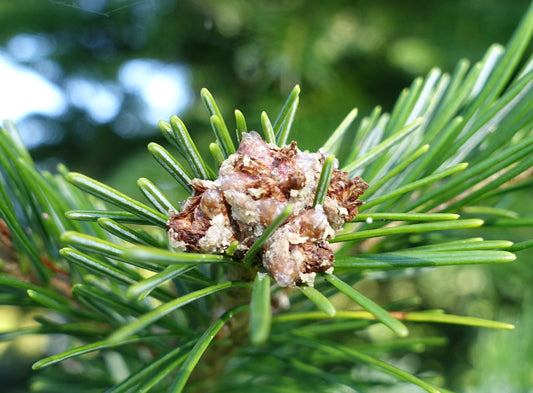 Sakhalin Fir (Abies sachalinensis)