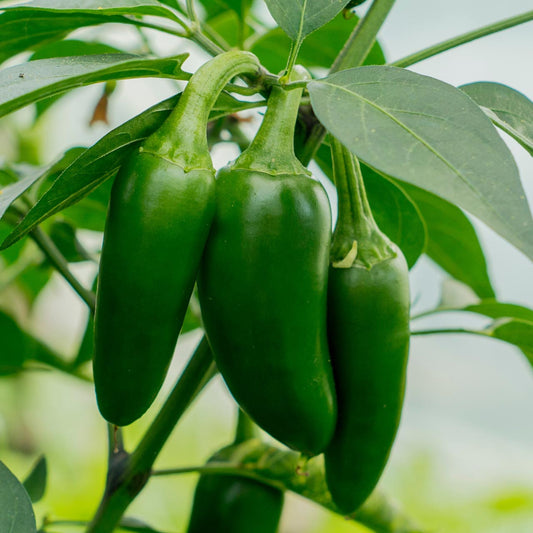 Early Jalapeno Pepper (Capsicum annuum 'Early Jalapeno')