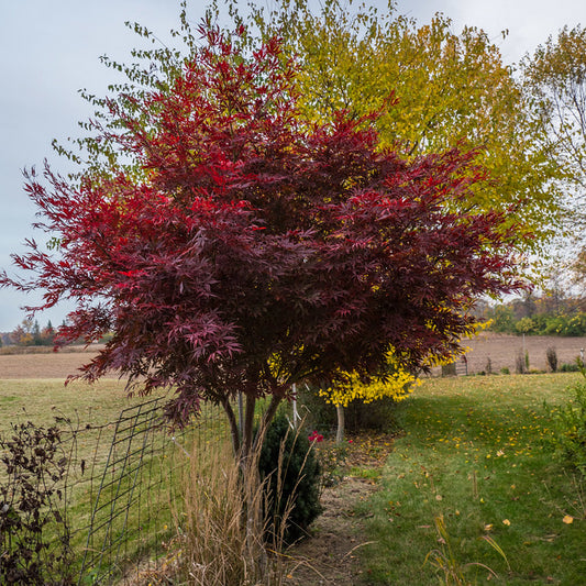 Sumi Nagashi Suminagashi Maple (Acer palmatum ssp. matsumurae 'Suminagashi' dry seed)