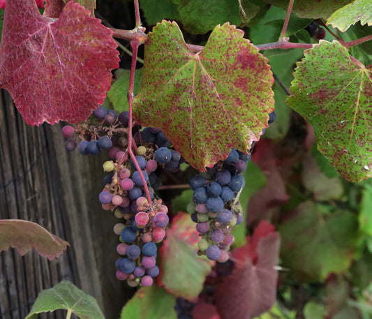 California Wild Grape (Vitis californica)
