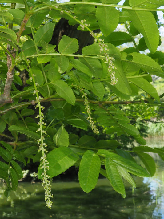 Chinese Wingnut (Pterocarya stenoptera)