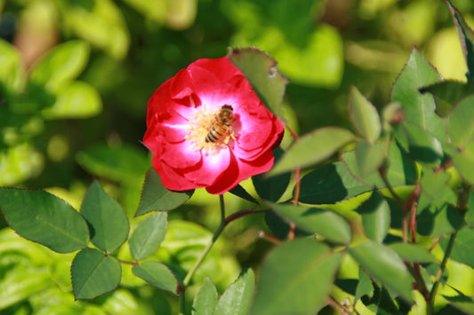 Davids Rose Davids Rose (Rosa davidii)