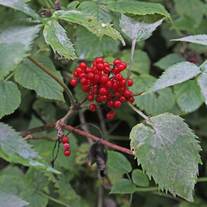 European Red Elderberry (Sambucus racemosa)