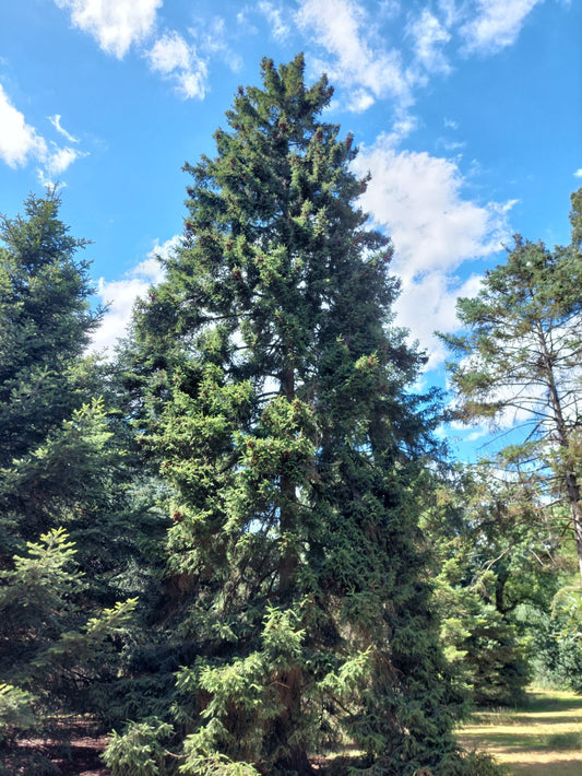 Wilson Spruce (Picea wilsonii)