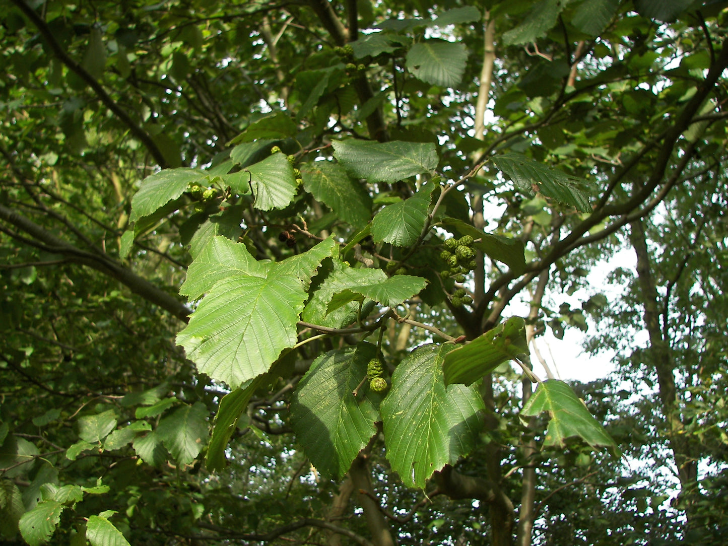 Mountain Alder Thinleaf Alder (Alnus incana ssp. Tenuifolia)