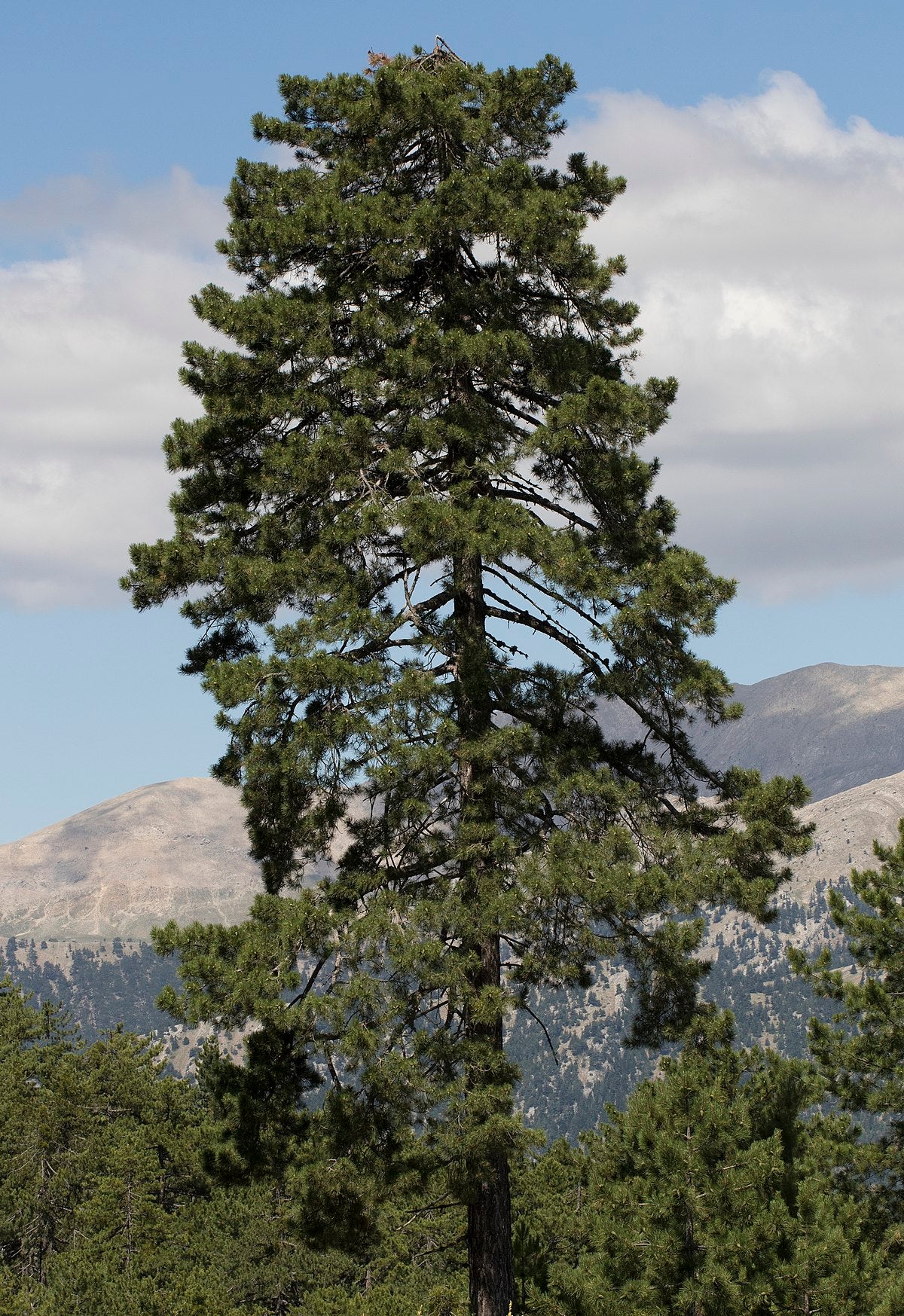 Austrian European Black Pine (Pinus nigra var. austriaca)