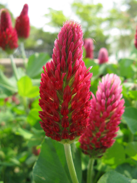 Crimson Italian Clover (Trifolium incarnatum)