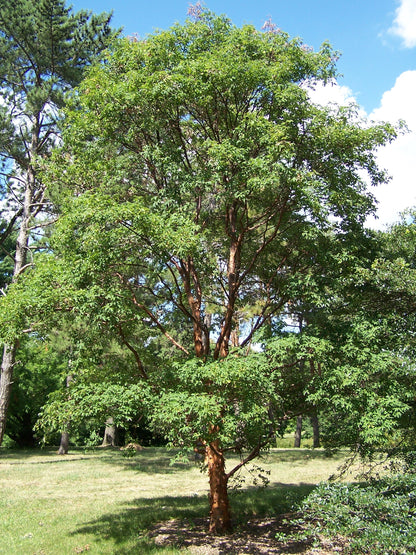 Paperbark Maple (Acer griseum dewinged)