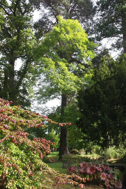 Pecan (Carya illinoinensis var. commercial varieties)