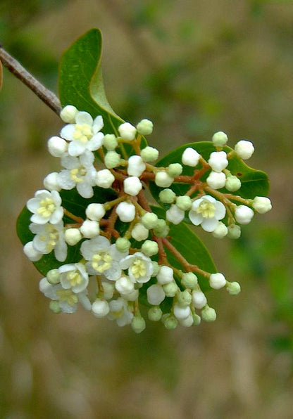 Small-leaf Arrowwood Walters Viburnum (Viburnum obovatum)