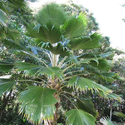 Fiji Fan Palm (Pritchardia pacifica)