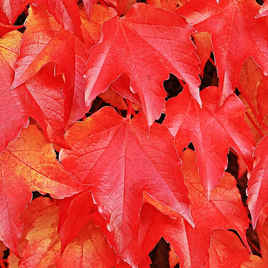 O Kagami Japanese Maple Okagami Maple (Acer palmatum ssp. matsumurae 'O kagami' dry seed)