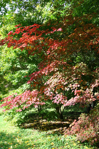 Downy Japanese Maple Full Moon Maple (Acer japonicum dry seed)