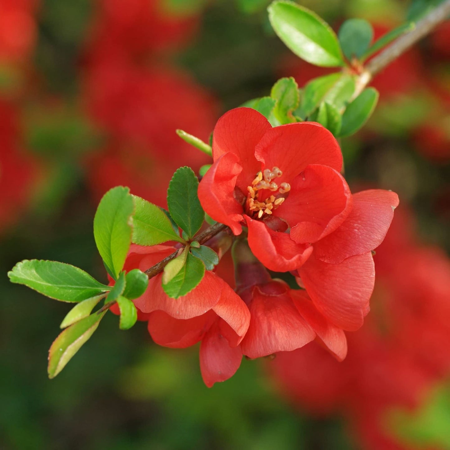 Dwarf Flowering Quince Japanese Maules Quince (Chaenomeles japonica)