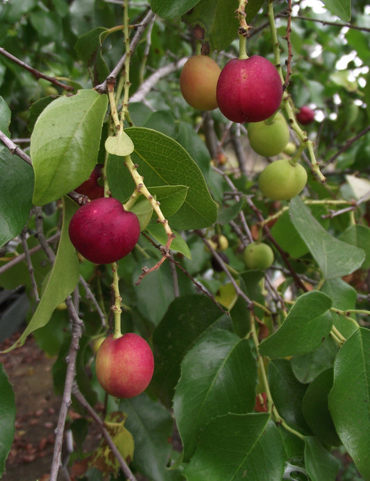Evergreen Cherry Leaved Hollyleaf Islay (Prunus ilicifolia)