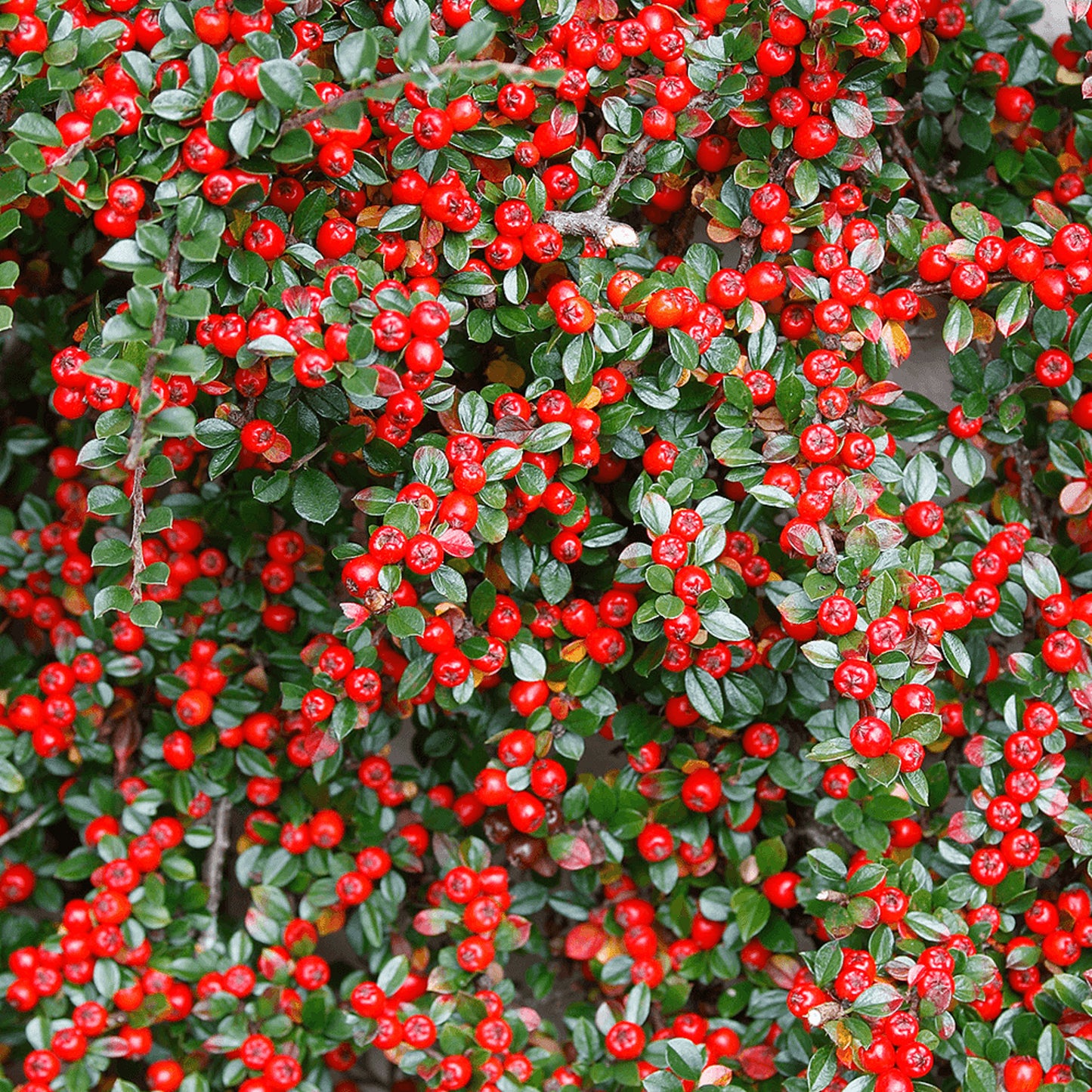 Rock Cotoneaster Rockspray Cotoneaster (Cotoneaster horizontalis dried berries)