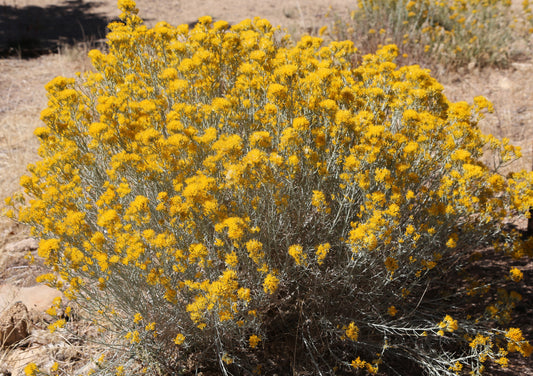 Rubber Rabbitbrush (Chrysothamnus nauseosus)