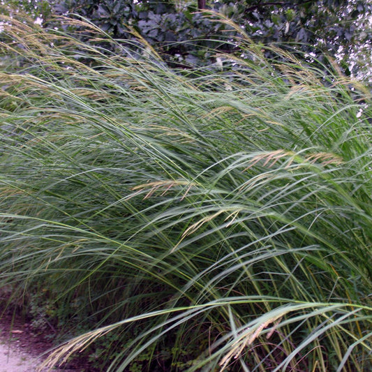 Marsh Prairie Cord Salt Grass (Spartina pectinata)