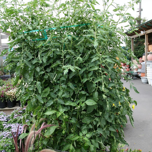 German Pink Tomato (Lycopersicon lycopersicum 'German Pink')