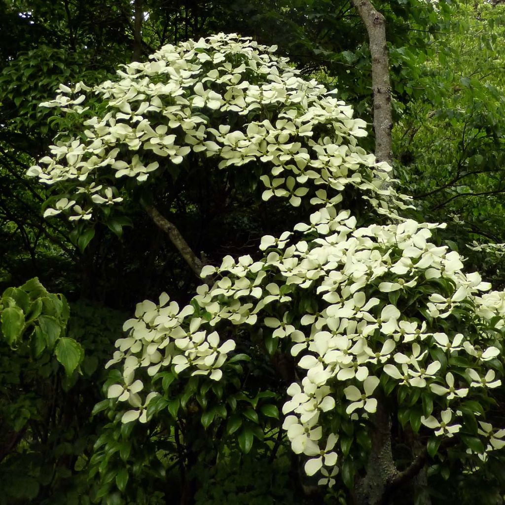 Hong Kong Dogwood (Cornus hongkongensis)