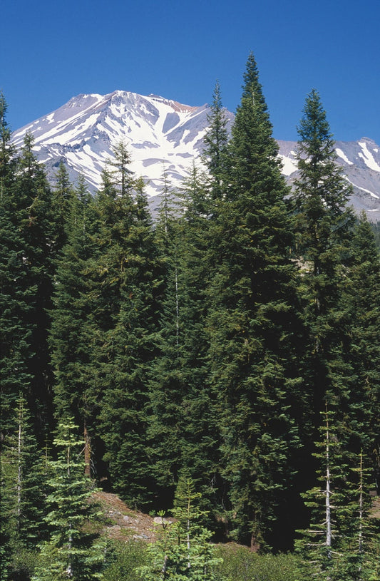 Shasta Red Fir (Abies magnifica var. shastensis)