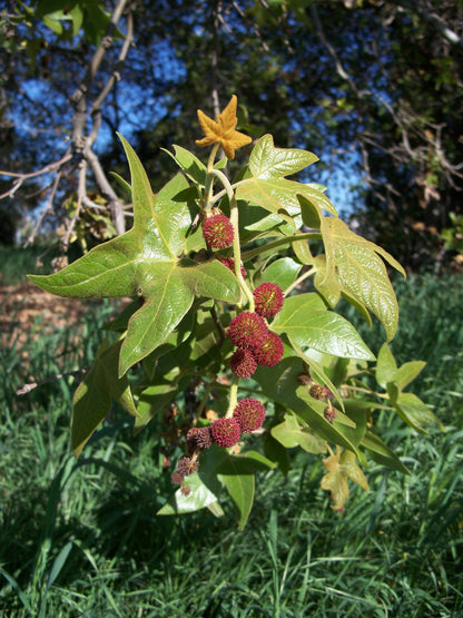 California Sycamore Sycamore (Platanus racemosa)
