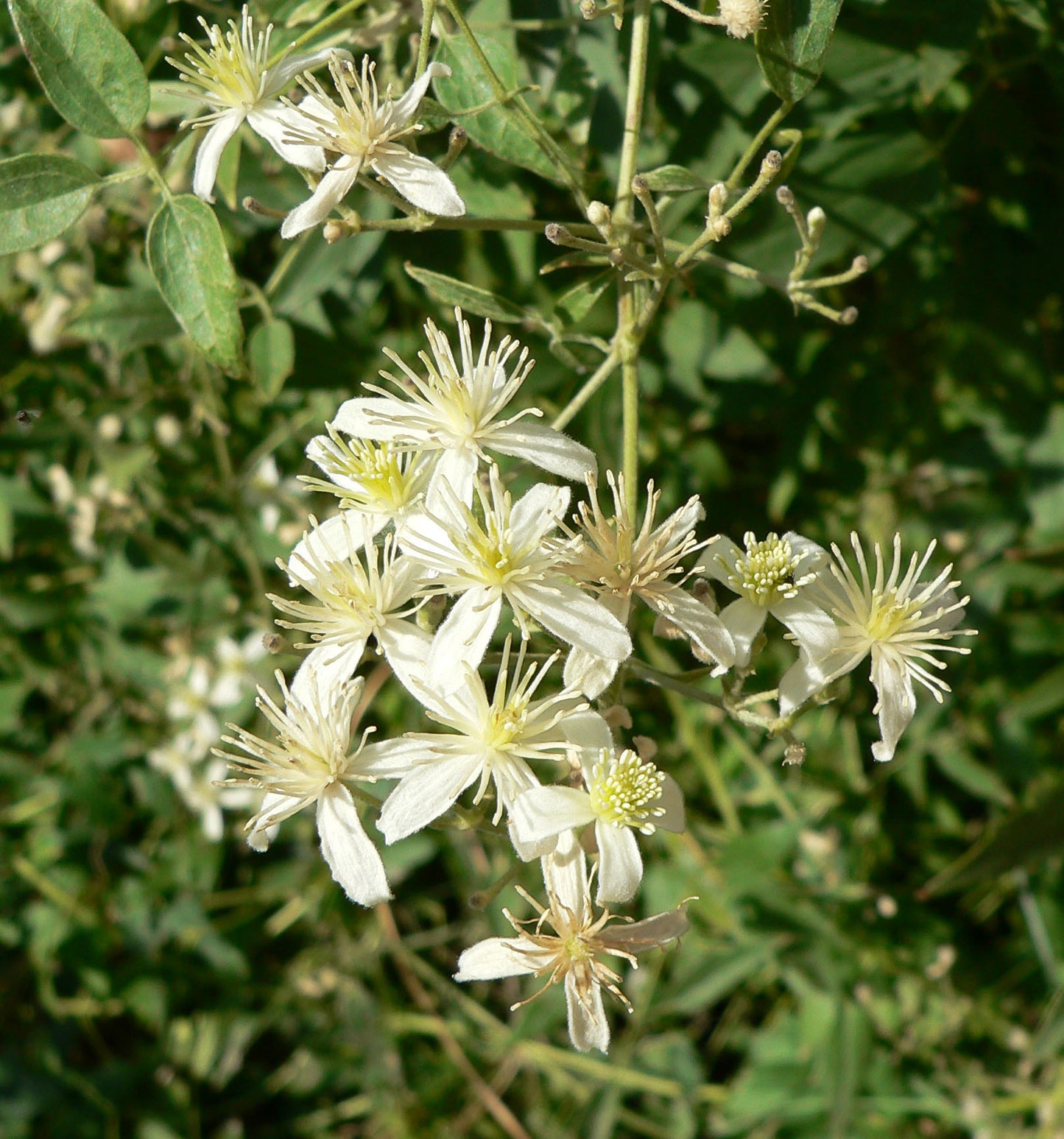 Old-mans Beard Vine Western Clematis Virgins Bower Yerba De Chiva (Clematis ligusticifolia)