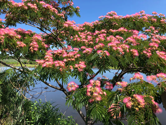 Mimosa, Persian Silk Tree, Pink Tree (Albizia julibrissin)