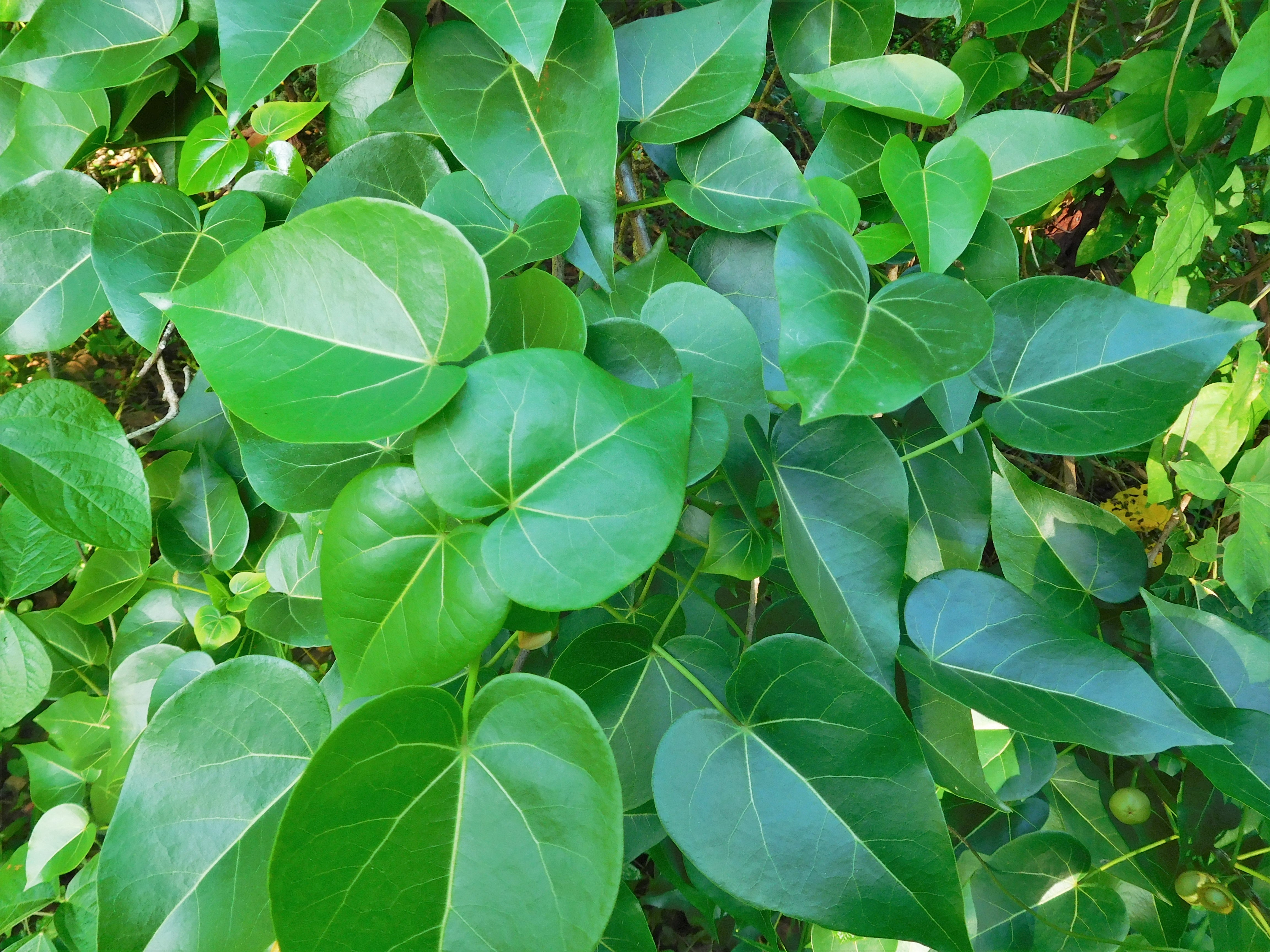 Peratia Tree Portia Tree (Thespesia populnea) – Sejahtera Seeds and Bulbs
