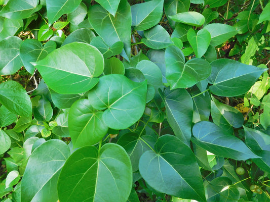Portia Tree (Thespesia populnea)
