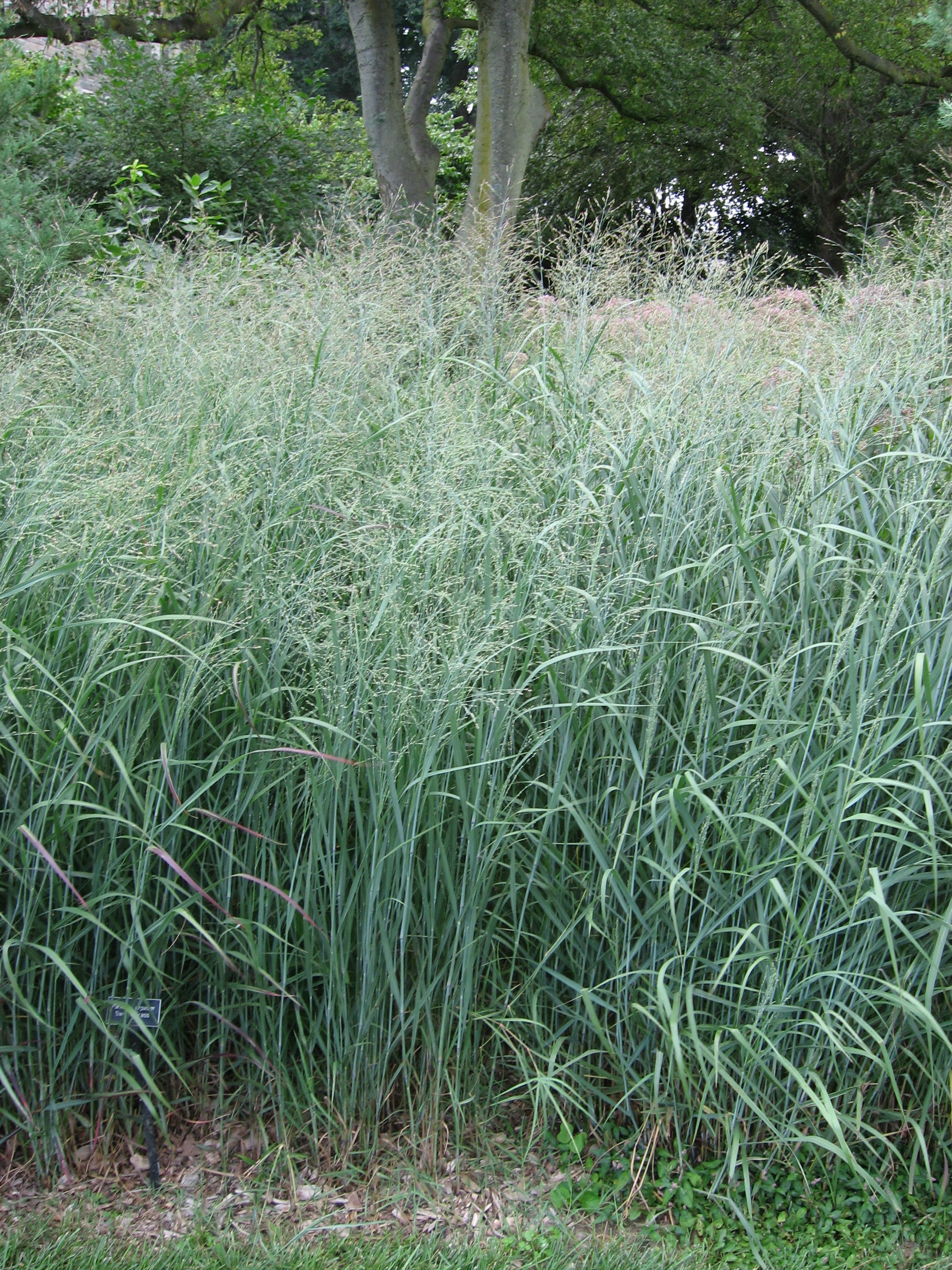 Switch Grass Switchgrass (Panicum virgatum 'Alamo') – Sejahtera Seeds ...