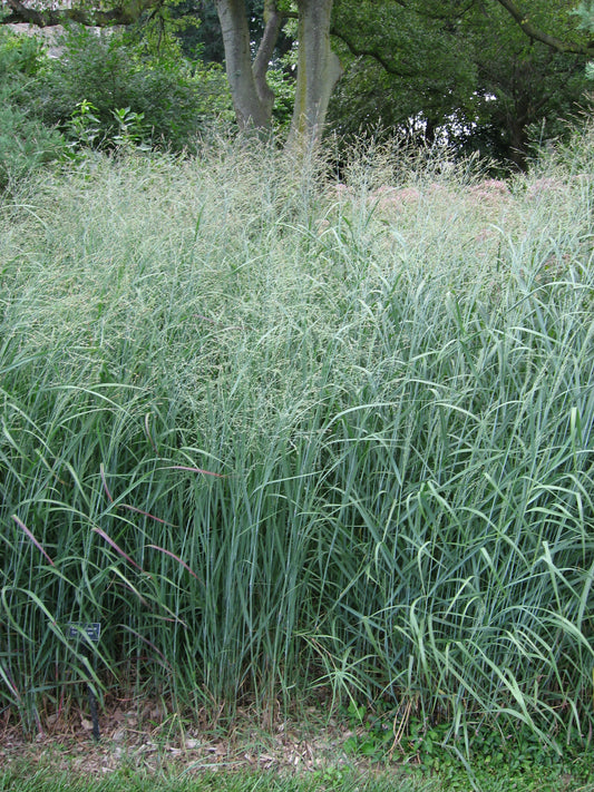 Switch Grass Switchgrass (Panicum virgatum 'Alamo')