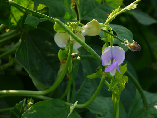 Blackeyed Pea, Iron Clay Cowpea (Vigna unguiculata)