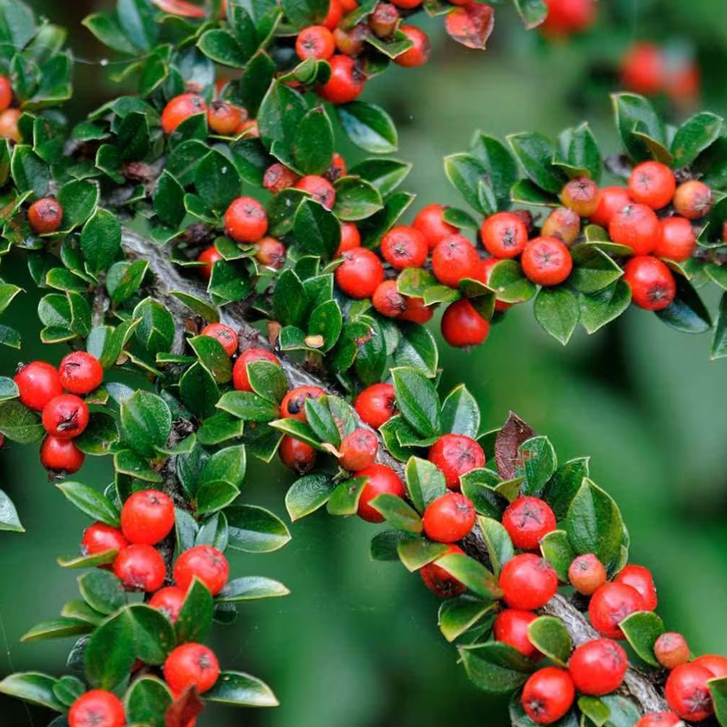 Rock Cotoneaster Rockspray Cotoneaster (Cotoneaster horizontalis dried berries)