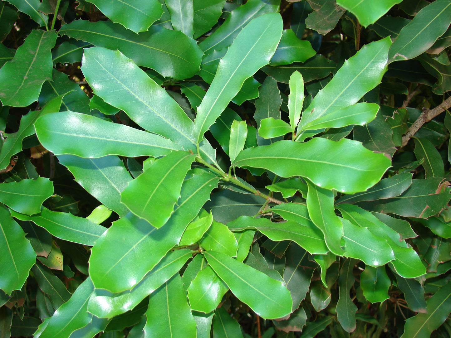 Macadamia Nut (Macadamia integrifolia)
