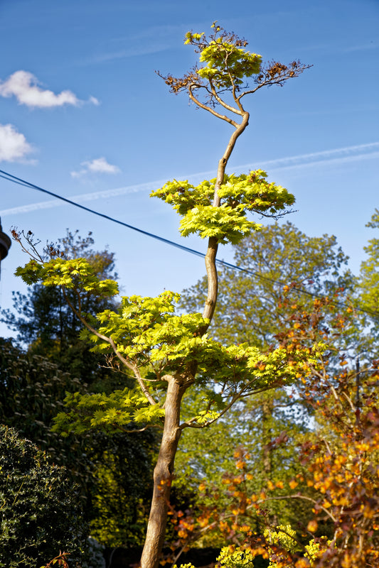 Yellow Maple (Acer shirasawanum var. aureum dry seed)