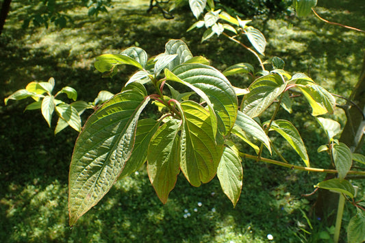 Bigleaf Large-leaf Dogwood (Cornus macrophylla)