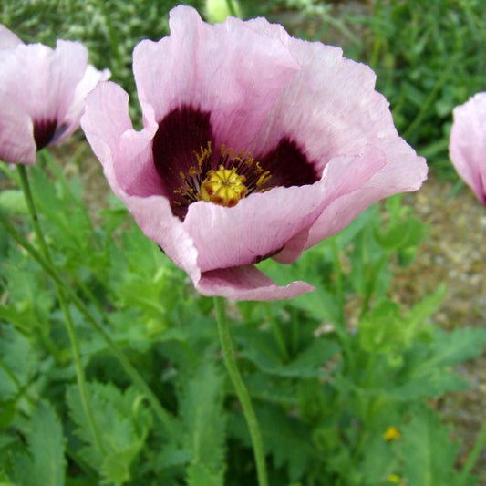 Giant Poppy (Papaver somniferum 'The Giant')