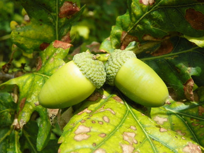 English Pedunculate Oak (Quercus robur)