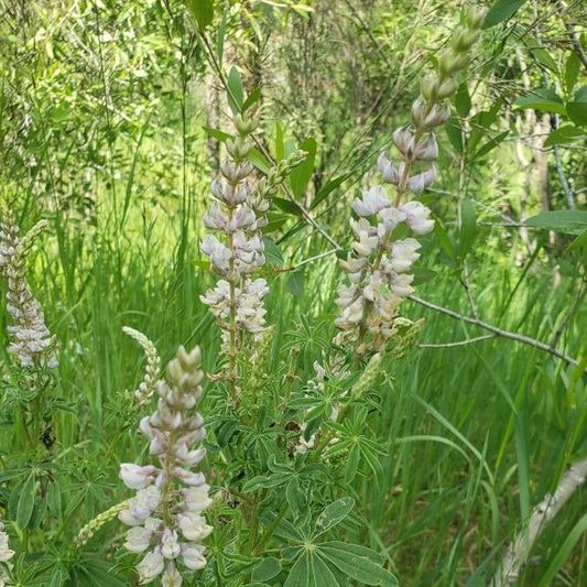 Sickle Keeled Sicklekeel Lupine (Lupinus albicaulis)