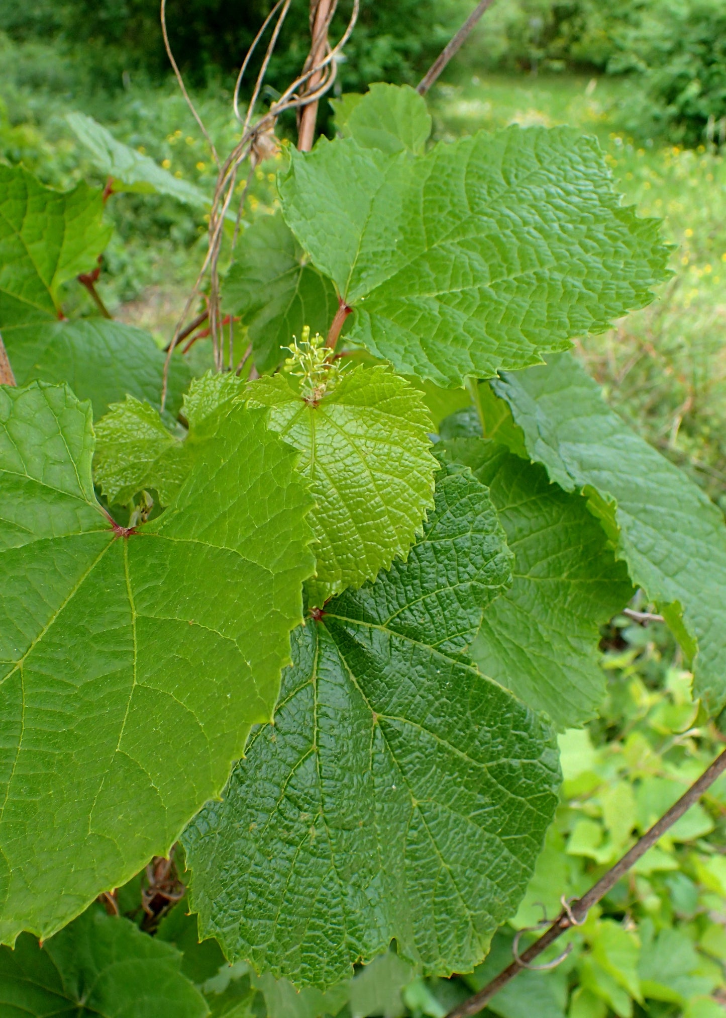 Amur Grape (Vitis amurensis)