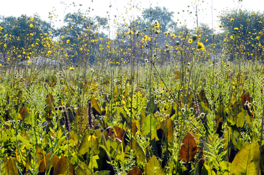 Prairie Rosinweed (Silphium terebinthinaceum)