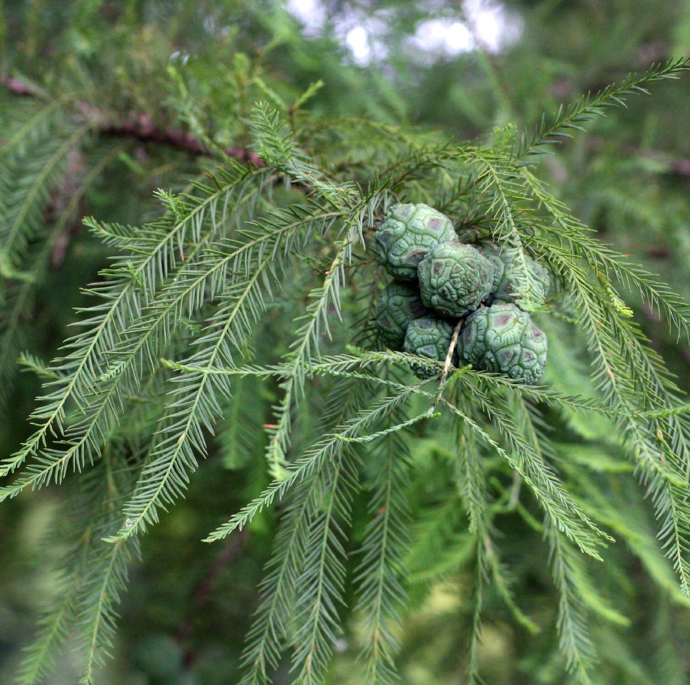 Bald Cypress (Taxodium distichum Southern)