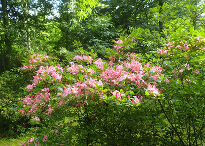 Smooth Azalea Azalea (Rhododendron arborescens)